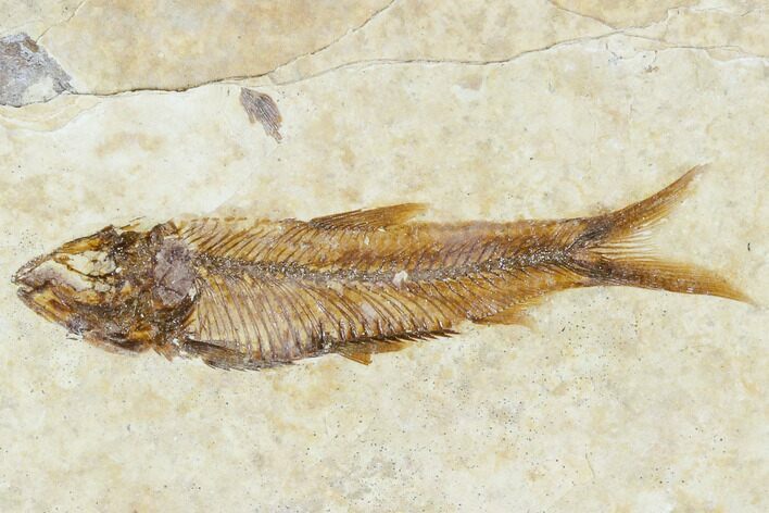 Fossil Fish (Knightia) With Floating Frame Case #106717